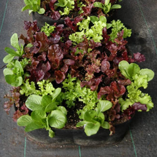 Fabric Vegetable or Plant Grow Bags for Indoor And Outdoor Garden