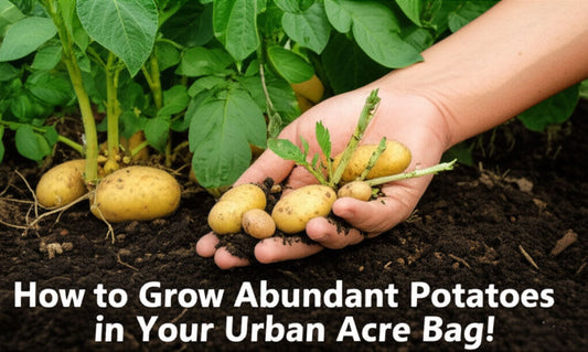 How to Grow Abundant Potatoes in Your Urban Acre Bag!